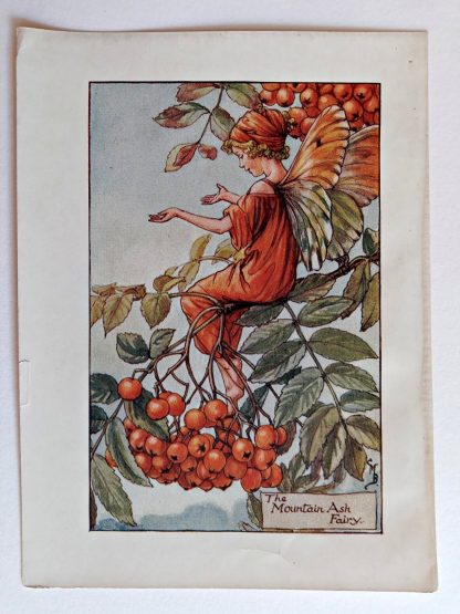 Mountain Ash Fairy Print