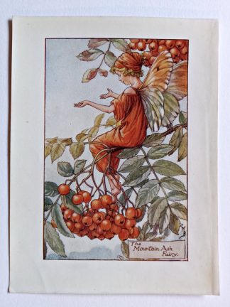 Mountain Ash Flower Fairy Print