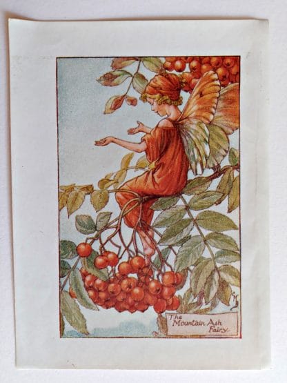 Mountain Ash Vintage Flower Fairy Print