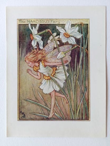 Narcissus Flower Fairy Print