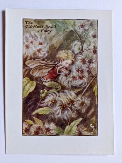 Old Mans Beard Flower Fairy Print