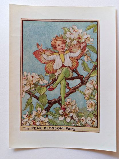 Pear Blossom Fairies Print