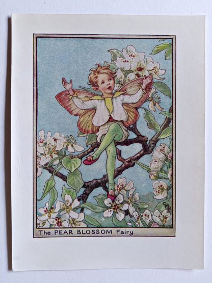 Pear Blossom Flower Fairy Print