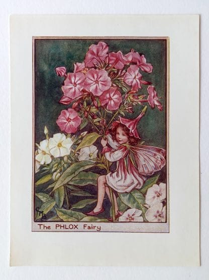 Phlox Flower Fairy Print