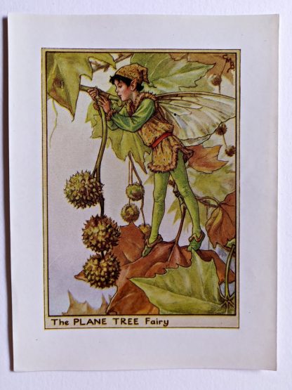 Plane Tree Flower Fairy Print