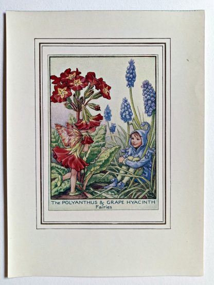 Polyanthus and Grape Hyacinth Fairy Print