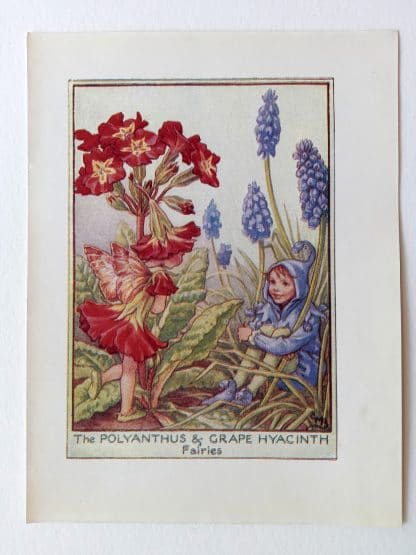 Polyanthus and Grape Hyacinth Flower Fairy Print
