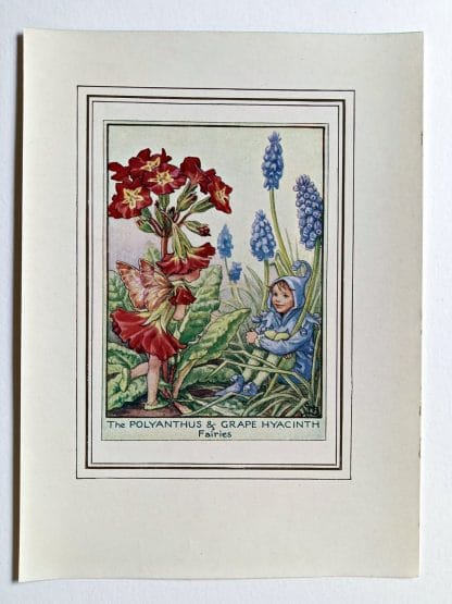 Polyanthus and Grape Hyacinth Vintage Fairy Print