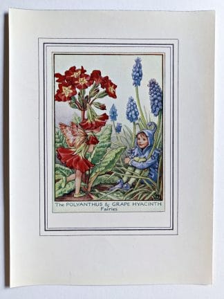 Polyanthus and Grape Hyacinth Vintage Flower Fairy Print