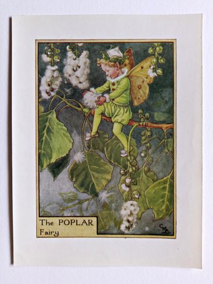 Poplar Flower Fairy Print