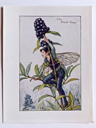 Privet Flower Fairy Print