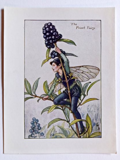 Privet Flower Fairy Print