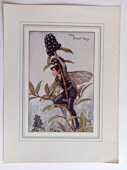 Privet Vintage Fairy Print