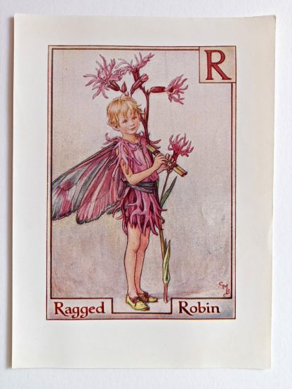 Ragged Robin Fairy Print