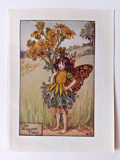 Ragwort Flower Fairy Print