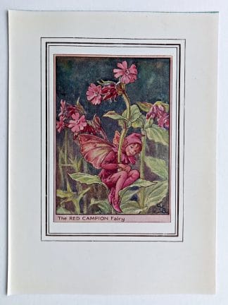 Red Campion Fairies Print