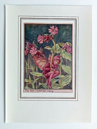 Red Campion Fairy Print