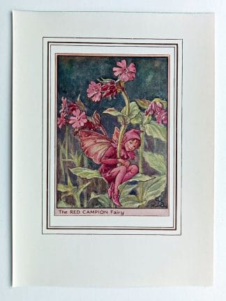 Red Campion Fairy Print