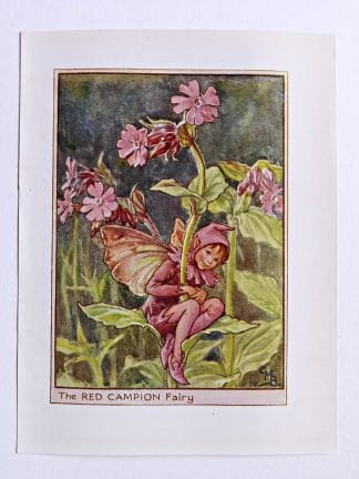 Red Campion Flower Fairy Print