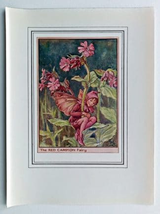 Red Campion Vintage Fairy Print