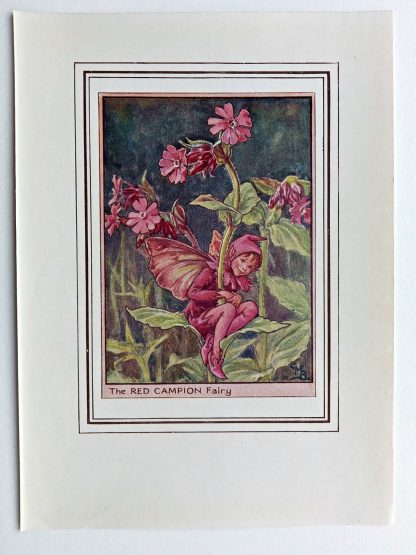 Red Campion Vintage Flower Fairy Print