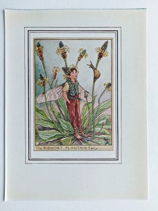Ribwort Plantain Fairies Print