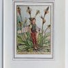 Ribwort Plantain Fairy Print