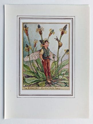 Ribwort Plantain Fairy Print