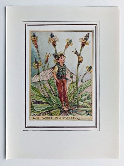 Ribwort Plantain Fairy Print