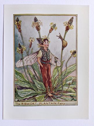 Ribwort Plantain Flower Fairy Print