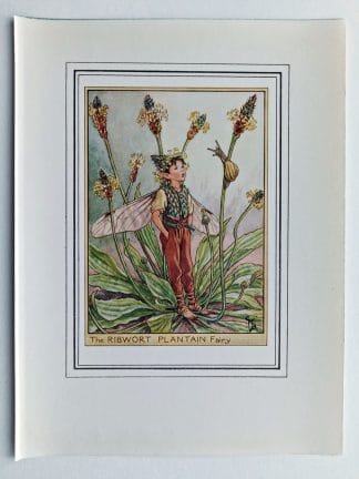 Ribwort Plantain Vintage Fairy Print
