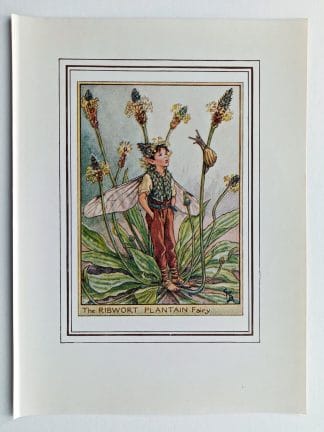 Ribwort Plantain Vintage Flower Fairy Print