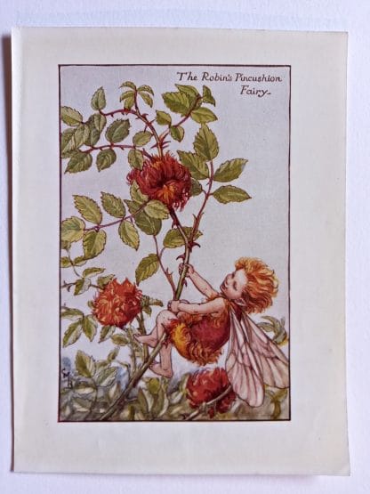 Robins Pincushion Flower Fairy Print