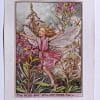 Rose Bay Willow Herb Flower Fairy Print