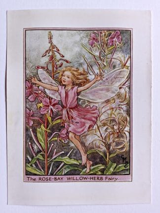 Rose Bay Willow Herb Flower Fairy Print
