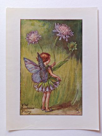 Scabious Fairies Print