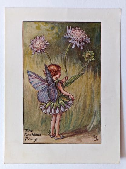 Scabious Flower Fairy Print