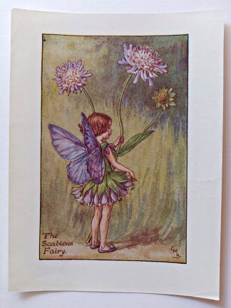 Scabious Vintage Fairy Print