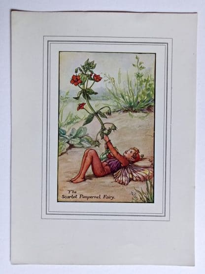 Scarlet Pimpernel Fairy Print