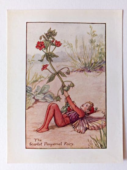 Scarlet Pimpernel Flower Fairy Print