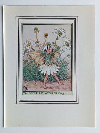 Scentless Mayweed Fairies Print