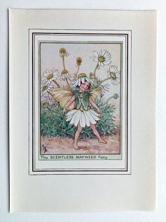 Scentless Mayweed Fairy Print