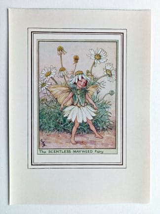 Scentless Mayweed Fairy Print