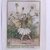 Scentless Mayweed Flower Fairy Print