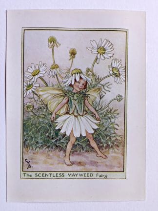 Scentless Mayweed Flower Fairy Print