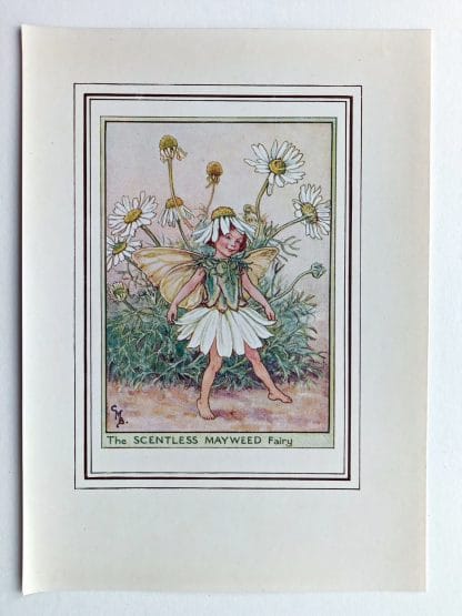 Scentless Mayweed Vintage Fairy Print