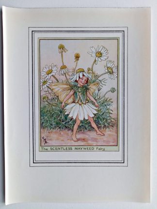 Scentless Mayweed Vintage Flower Fairy Print