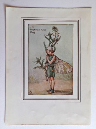 Shepherds Purse Fairies Print