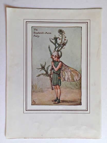 Shepherds Purse Fairies Print