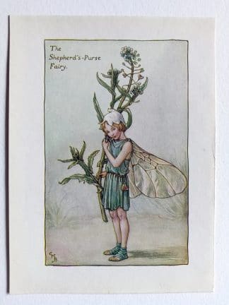 Shepherds Purse Flower Fairy Print